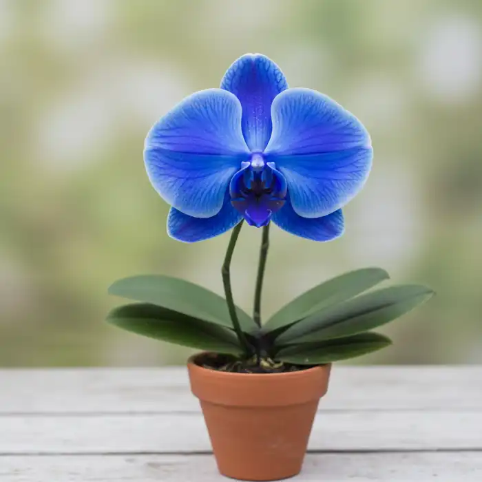 Czy Niebieski Storczyk Zakwitnie Ponownie na Niebiesko? Pielęgnacja i Naturalny Kolor
