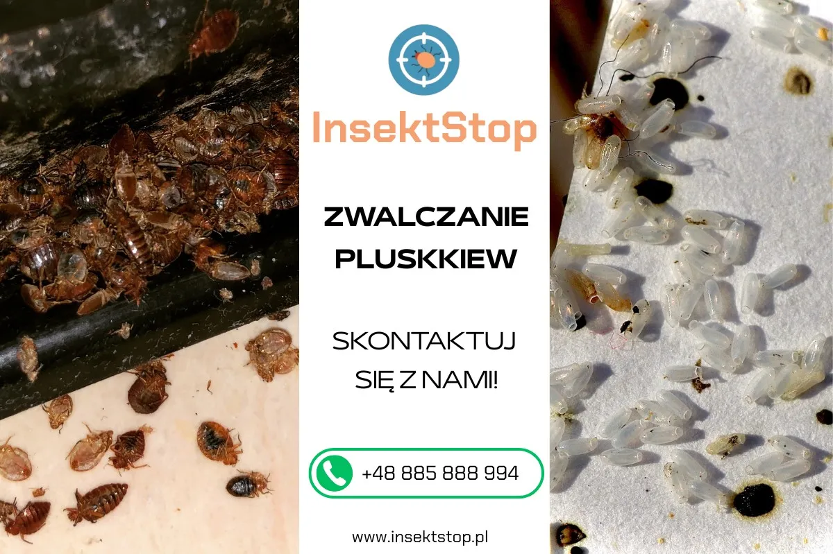 zwalczanie pluskiew insektstop.pl